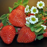 Клубника 0,5 кг.